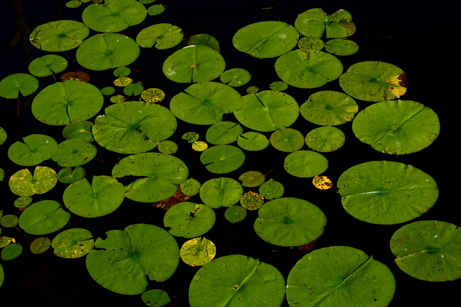 Sony Alpha DSLR-A700 sample photo. Sea, lake, leaves, pond photography