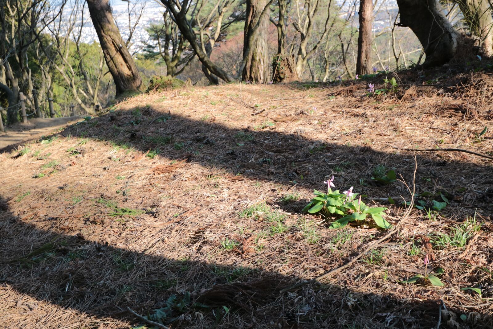 Canon EOS M3 + Canon EF-M 11-22mm F4-5.6 IS STM sample photo. Dogtooth violet, flower, shadow photography