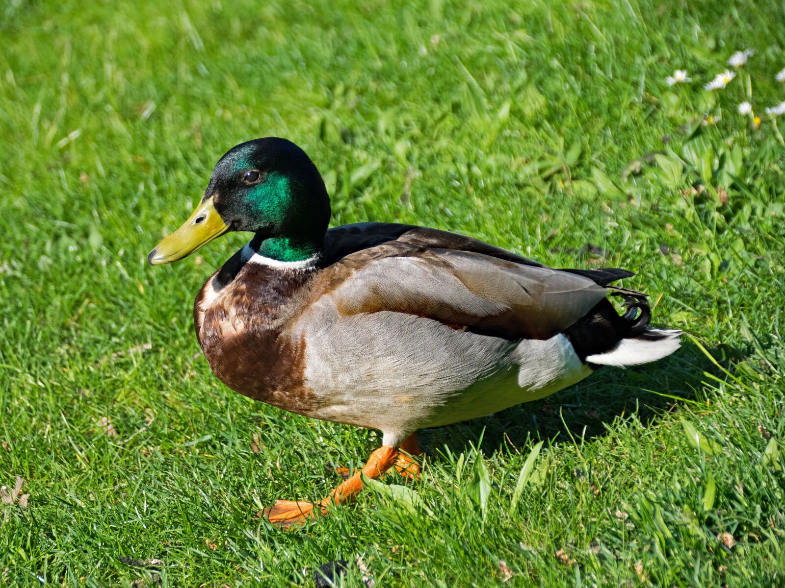 Nikon D5300 sample photo. Mallard, duck, anas photography