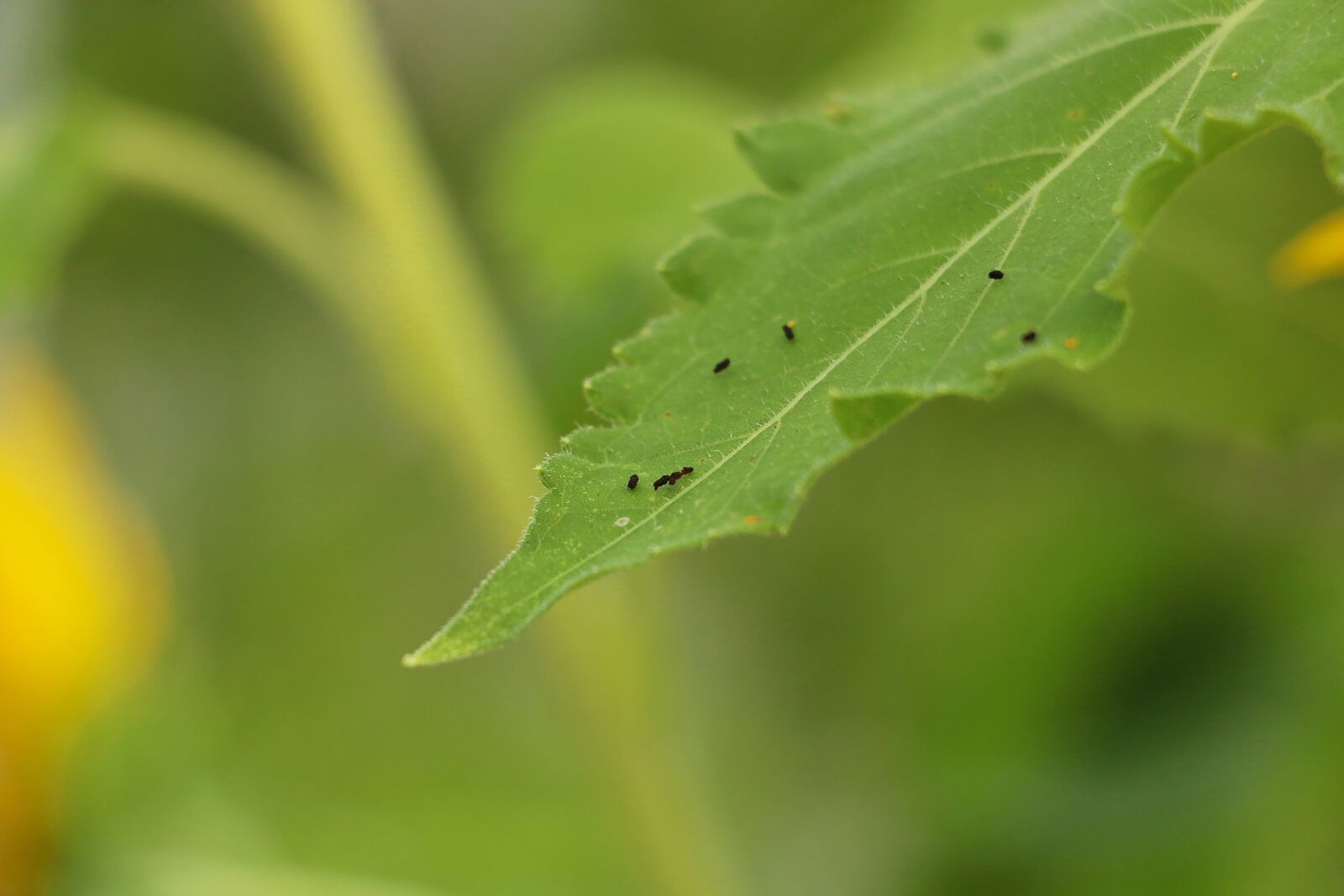 Canon EOS 70D sample photo. Green, leaf, nature photography