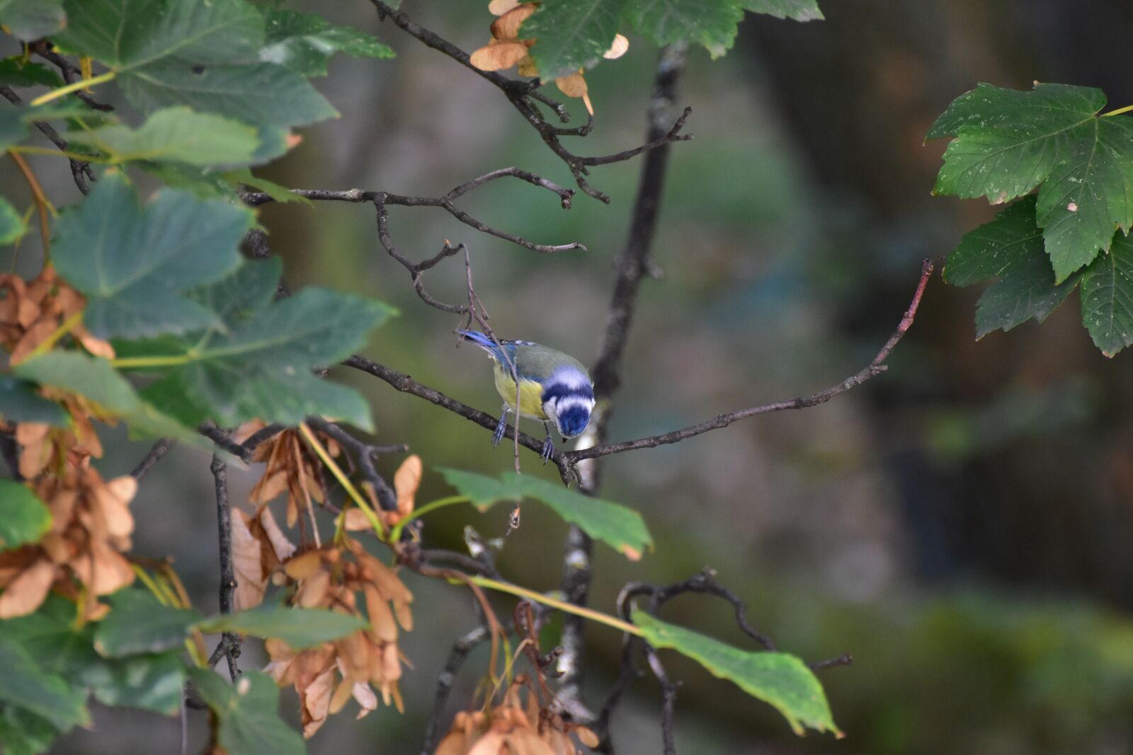 Nikon D5600 sample photo. Blue tit shows head photography