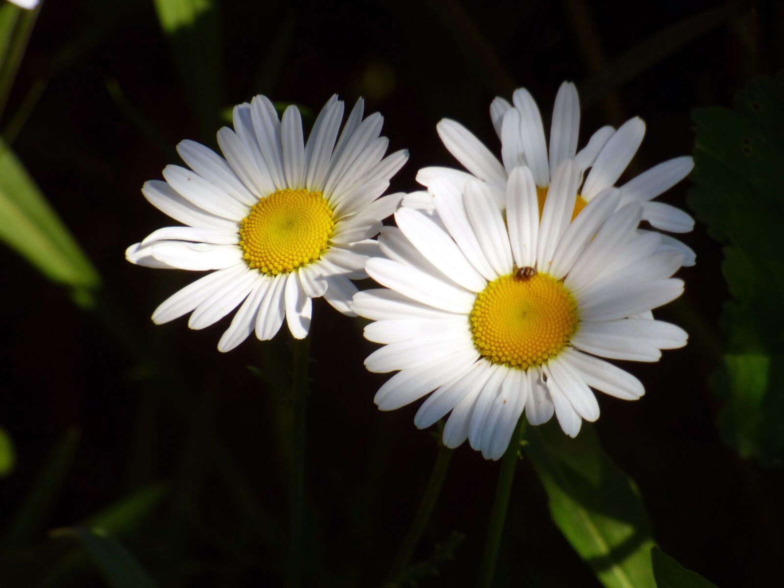 Panasonic DMC-FZ72 sample photo. Marguerite, flower, spring photography