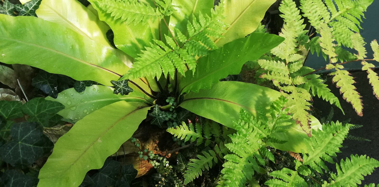 HUAWEI P20 lite sample photo. Plant, fern, nature photography