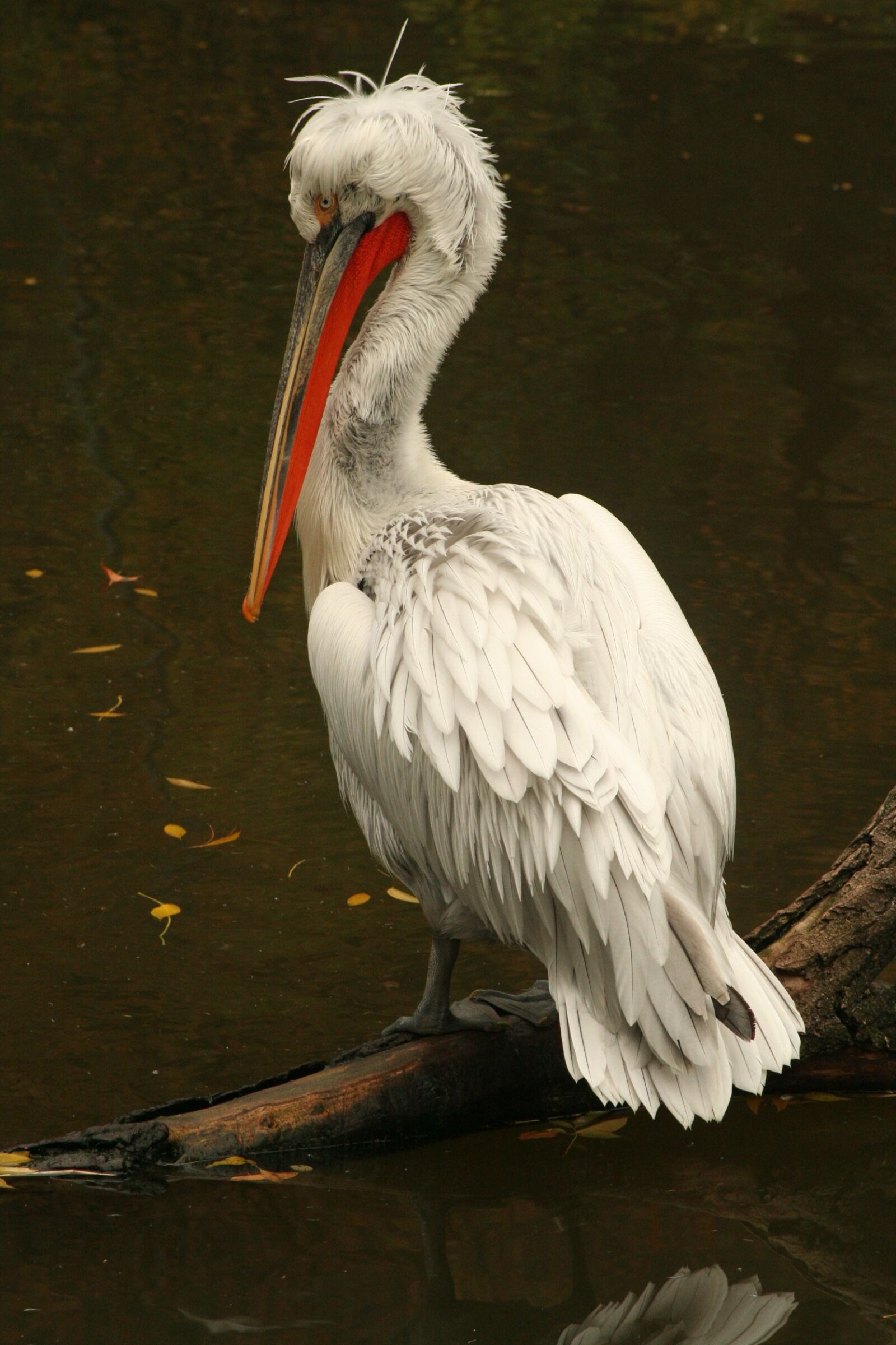 Canon EOS 350D (EOS Digital Rebel XT / EOS Kiss Digital N) sample photo. Pelican, zoo, animal photography