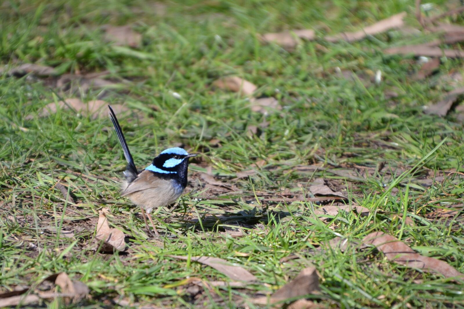 Nikon D5100 sample photo. Wren, blue wren, fairy photography
