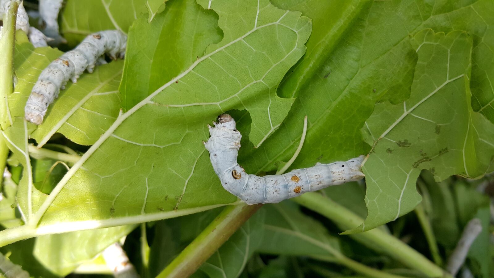 Samsung Galaxy Note4 sample photo. Larva, silkworm, mulberry photography