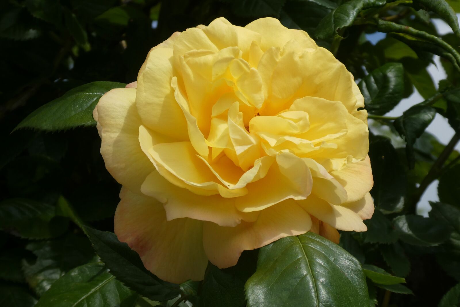 Panasonic Lumix DC-ZS70 (Lumix DC-TZ90) sample photo. Rose, yellow, yellow rose photography