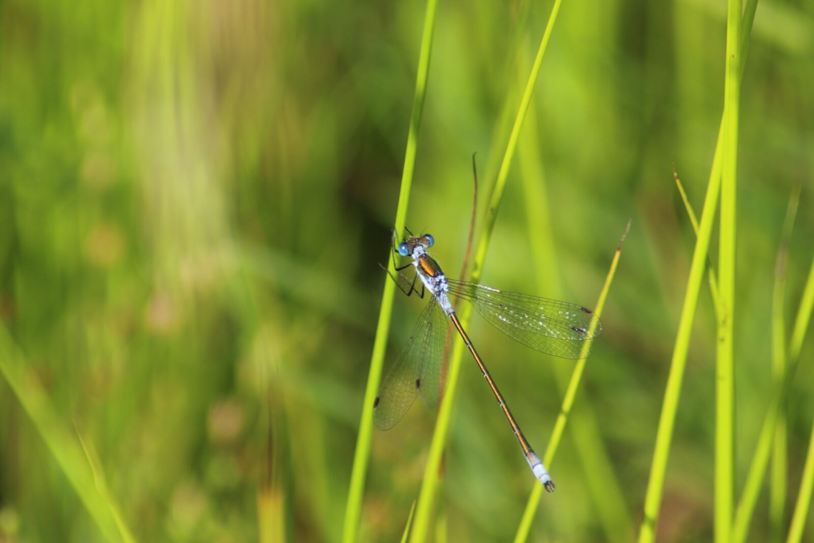 Canon EOS 1200D (EOS Rebel T5 / EOS Kiss X70 / EOS Hi) sample photo. Grass, nature, outdoors photography