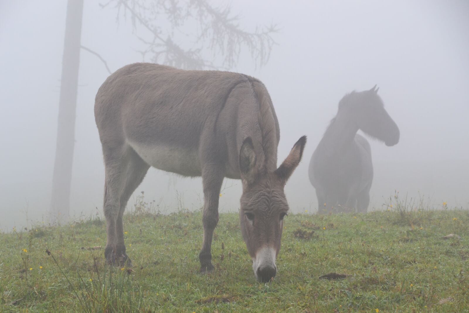 Nikon D3100 sample photo. Donkey, fog, pasture photography