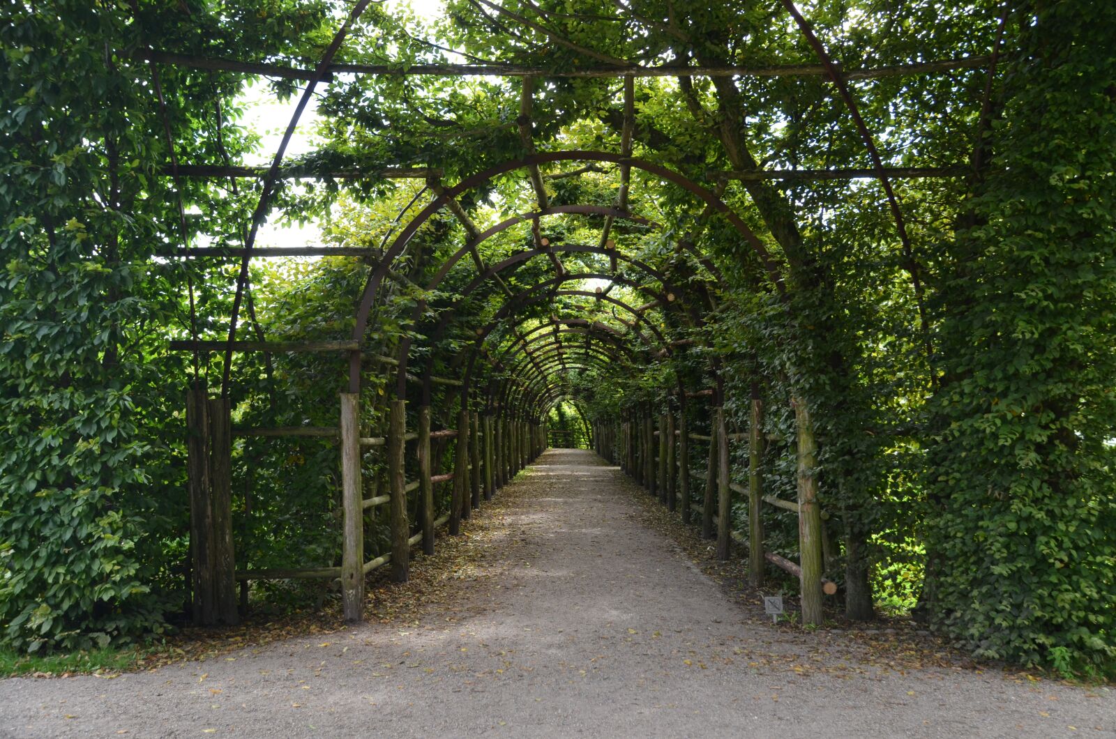 Nikon D5100 sample photo. Rose arches, hedge, green photography