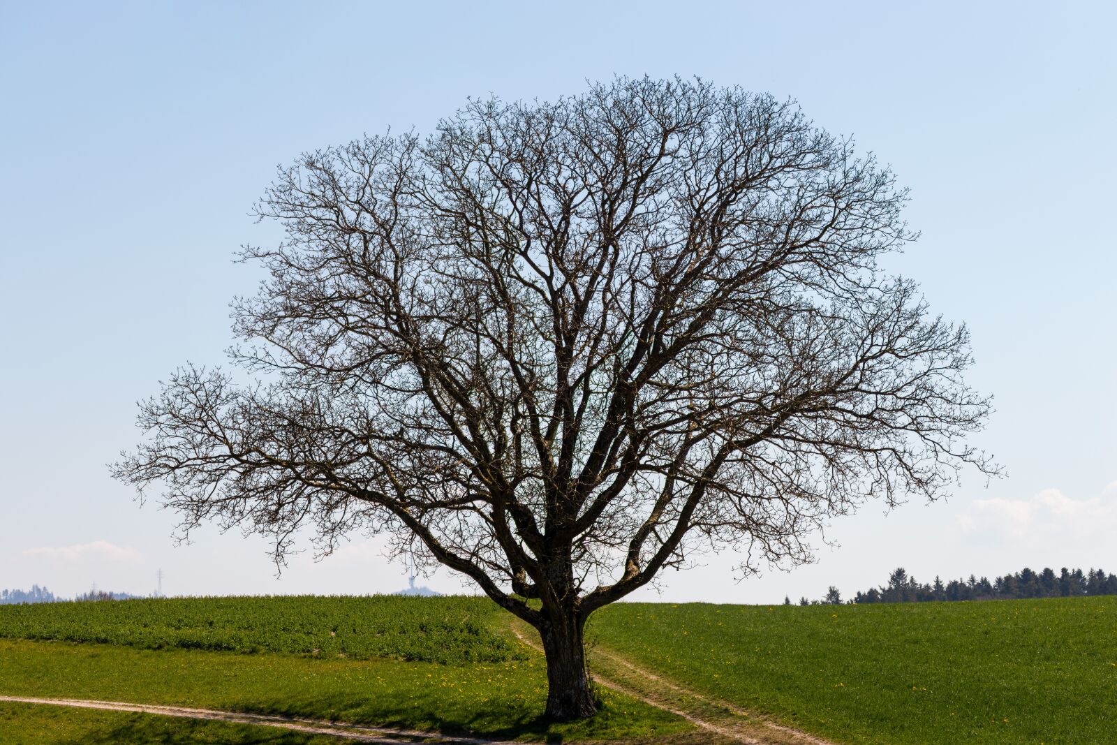 Canon EOS 6D Mark II sample photo. Tree, structure, aesthetic photography