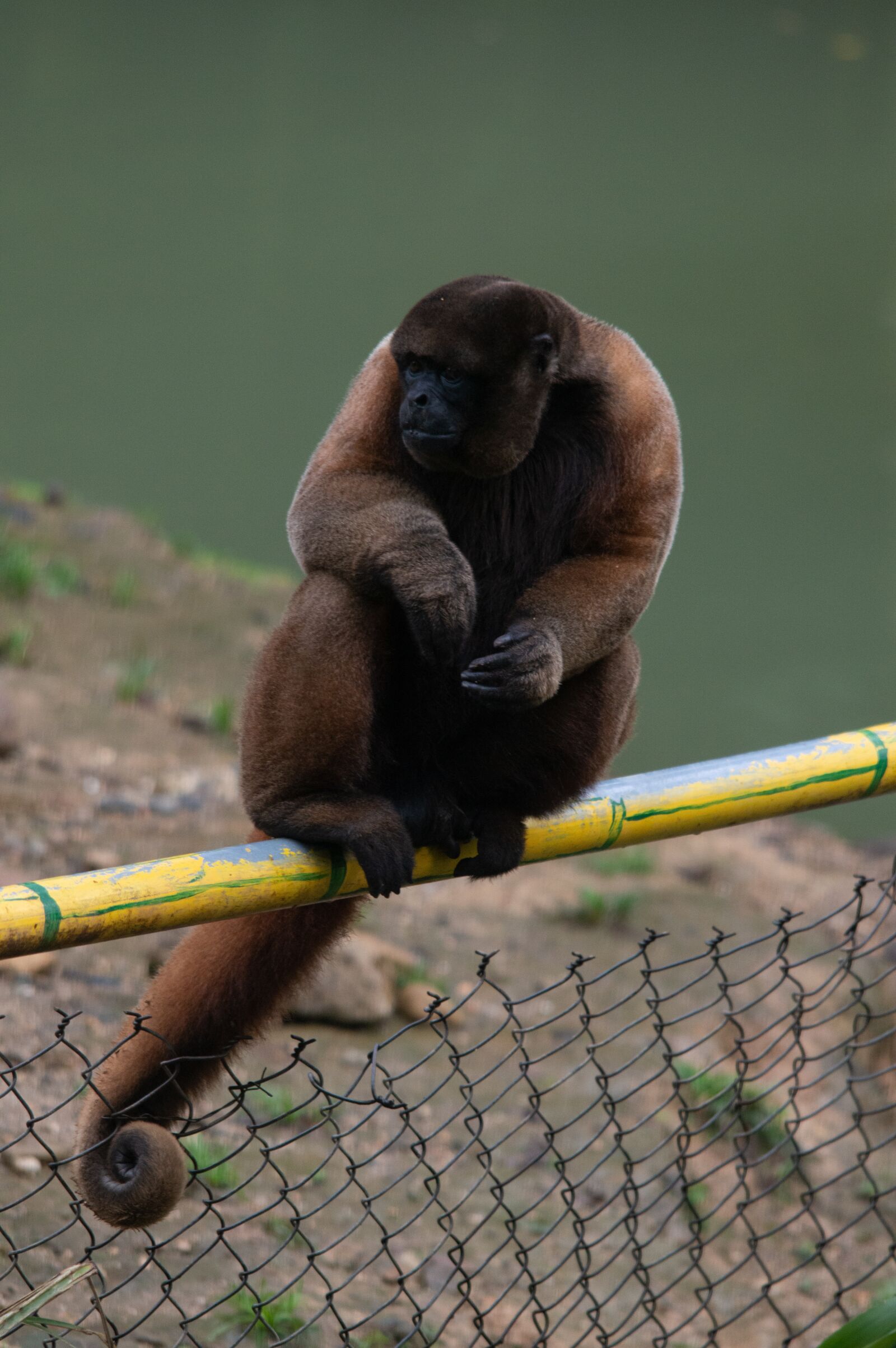 Nikon D3200 sample photo. Monkey, nature, animal photography