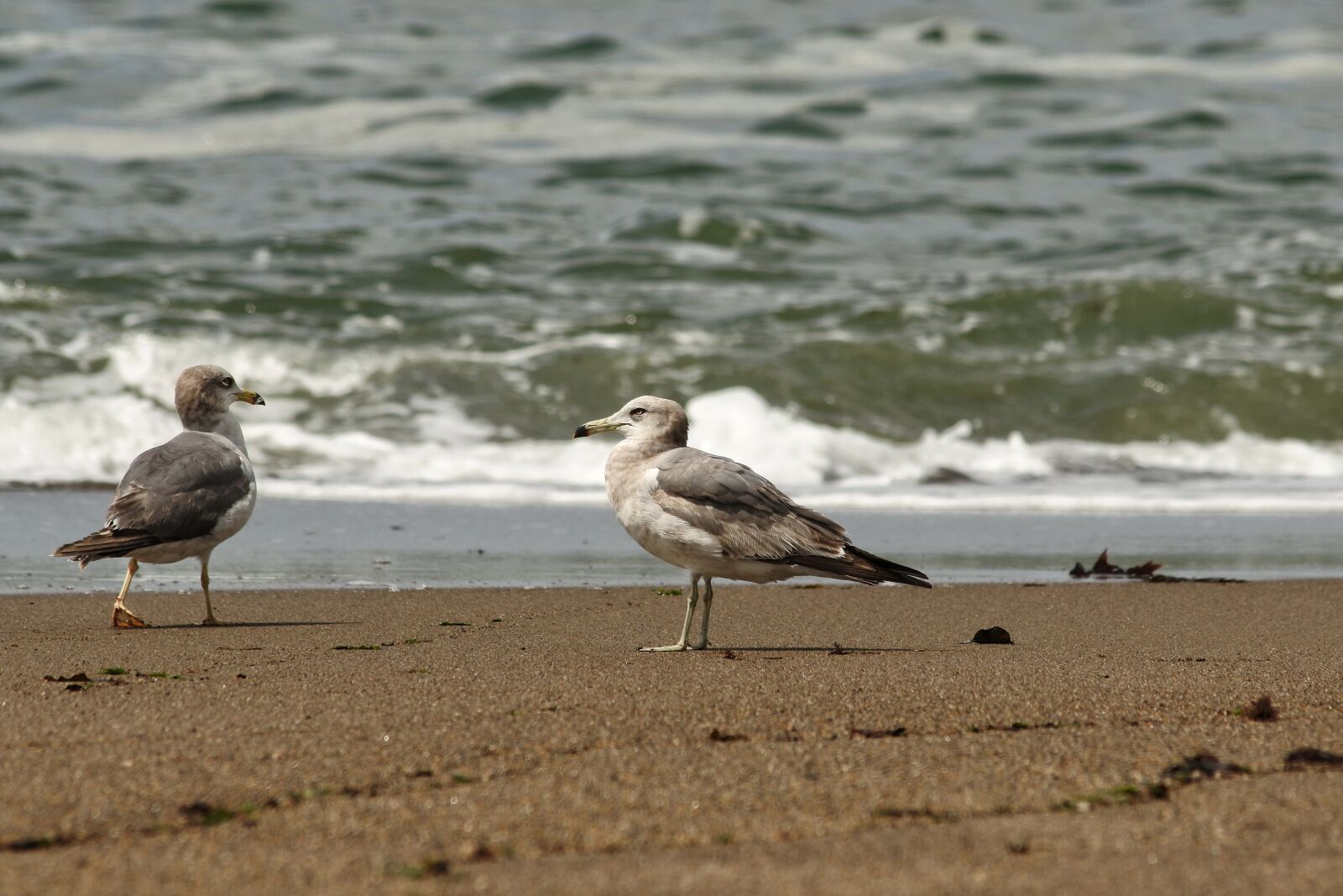 Nikon 1 J5 + VR 55-200mm f/4-5.6G sample photo. Animal, sea, beach photography