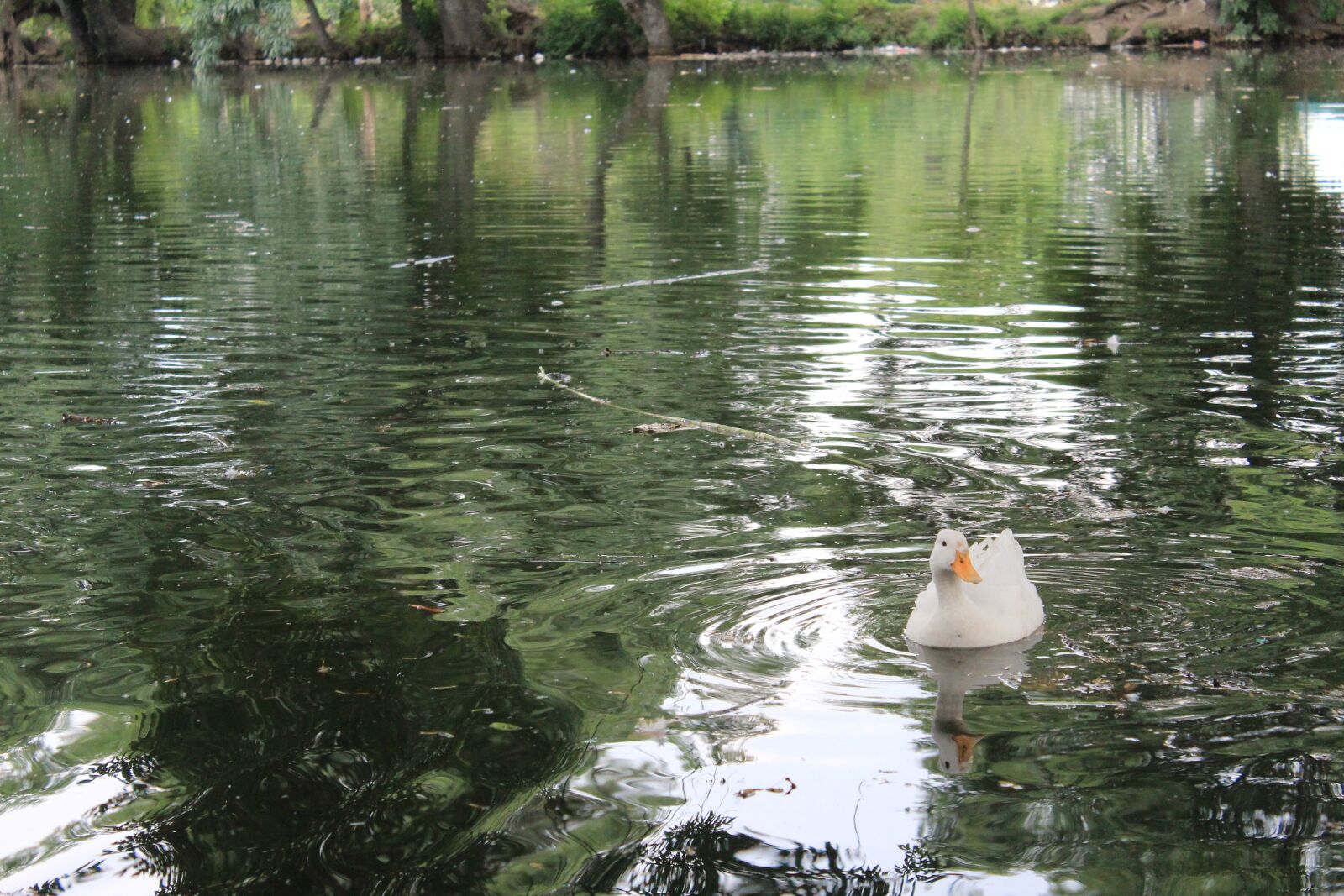 Canon EOS 1200D (EOS Rebel T5 / EOS Kiss X70 / EOS Hi) sample photo. Lake, duck, water photography