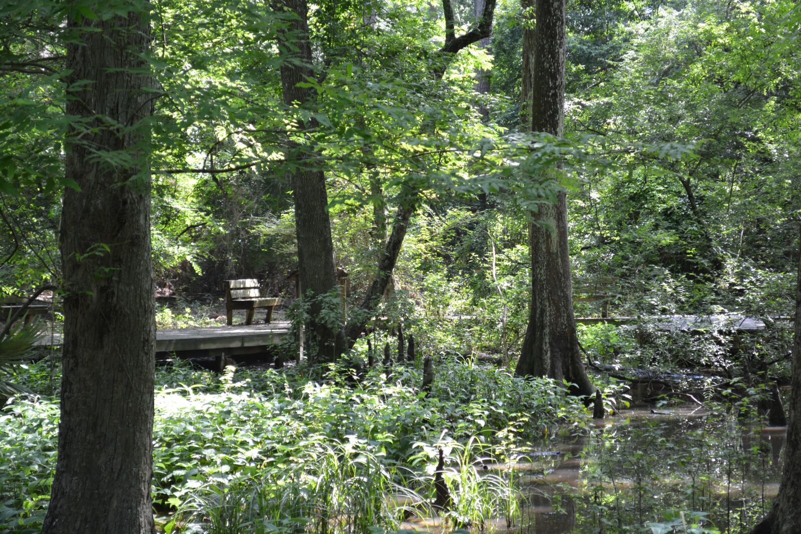 Nikon D5200 sample photo. Cypress, trees, nature photography
