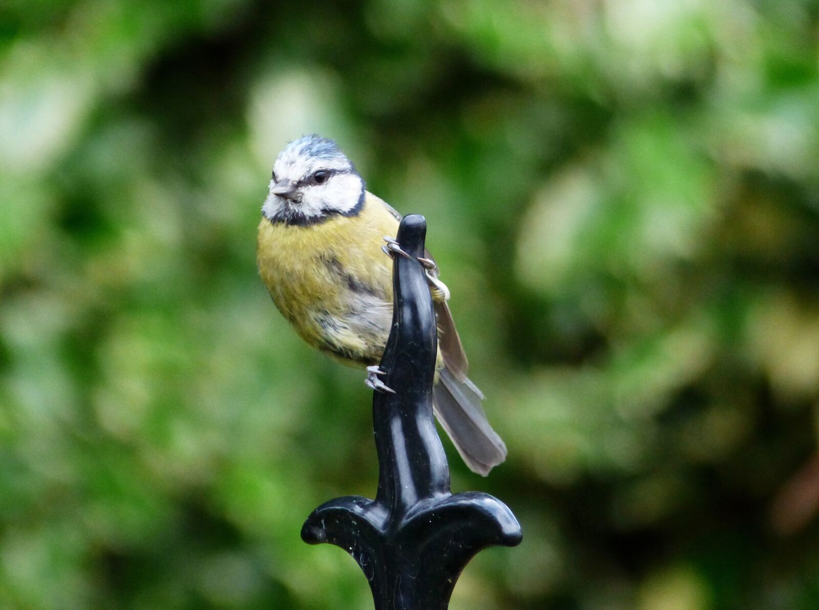 Panasonic Lumix DMC-FZ200 sample photo. Bird, garden birds, nature photography