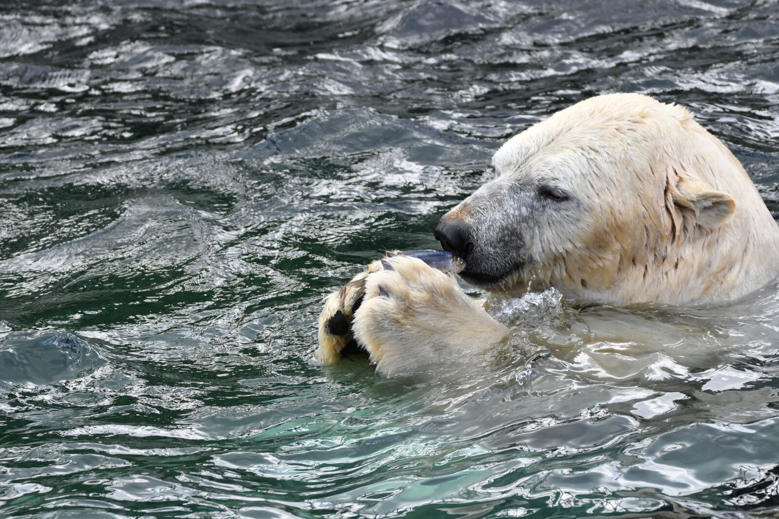 Nikon D500 sample photo. Polar bear, zoo, animal photography