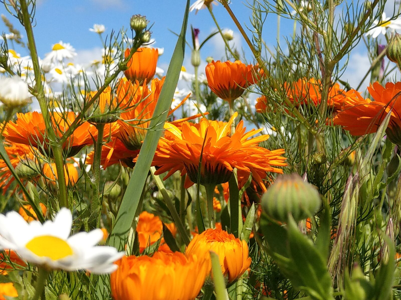 HTC U11 sample photo. Flowers, flower meadow, wild photography