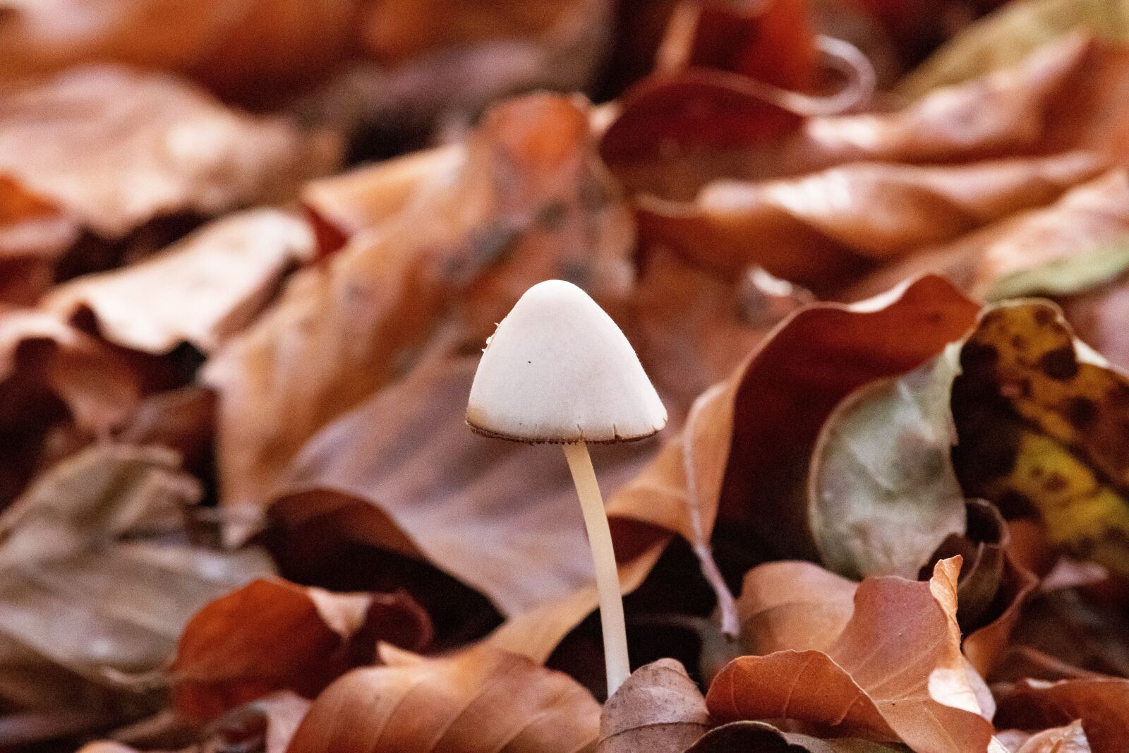 Canon EF-S 55-250mm F4-5.6 IS STM sample photo. Mushroom, forest, nature photography