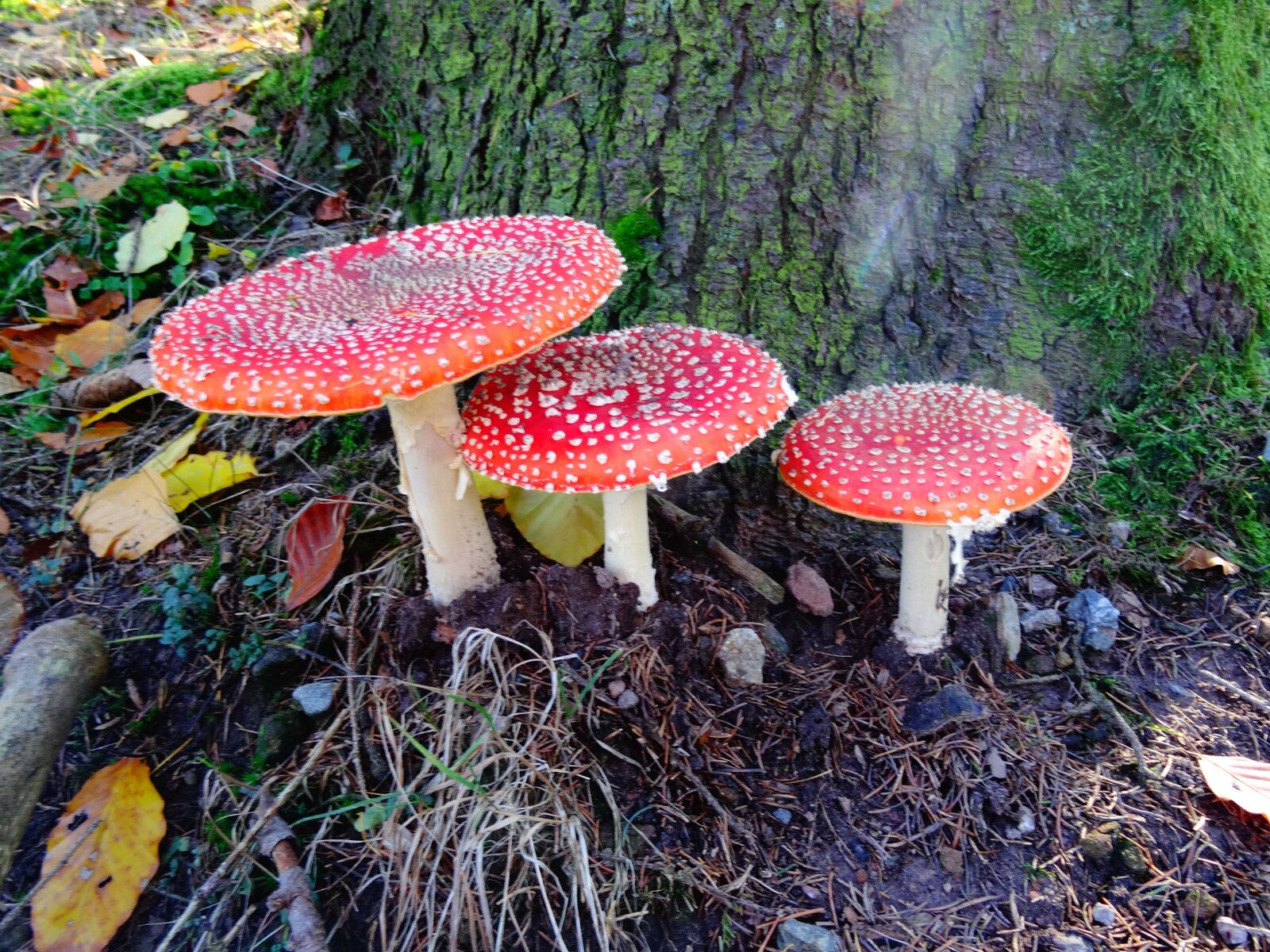 Sony Cyber-shot DSC-HX50V sample photo. Fly agaric, mushroom, autumn photography