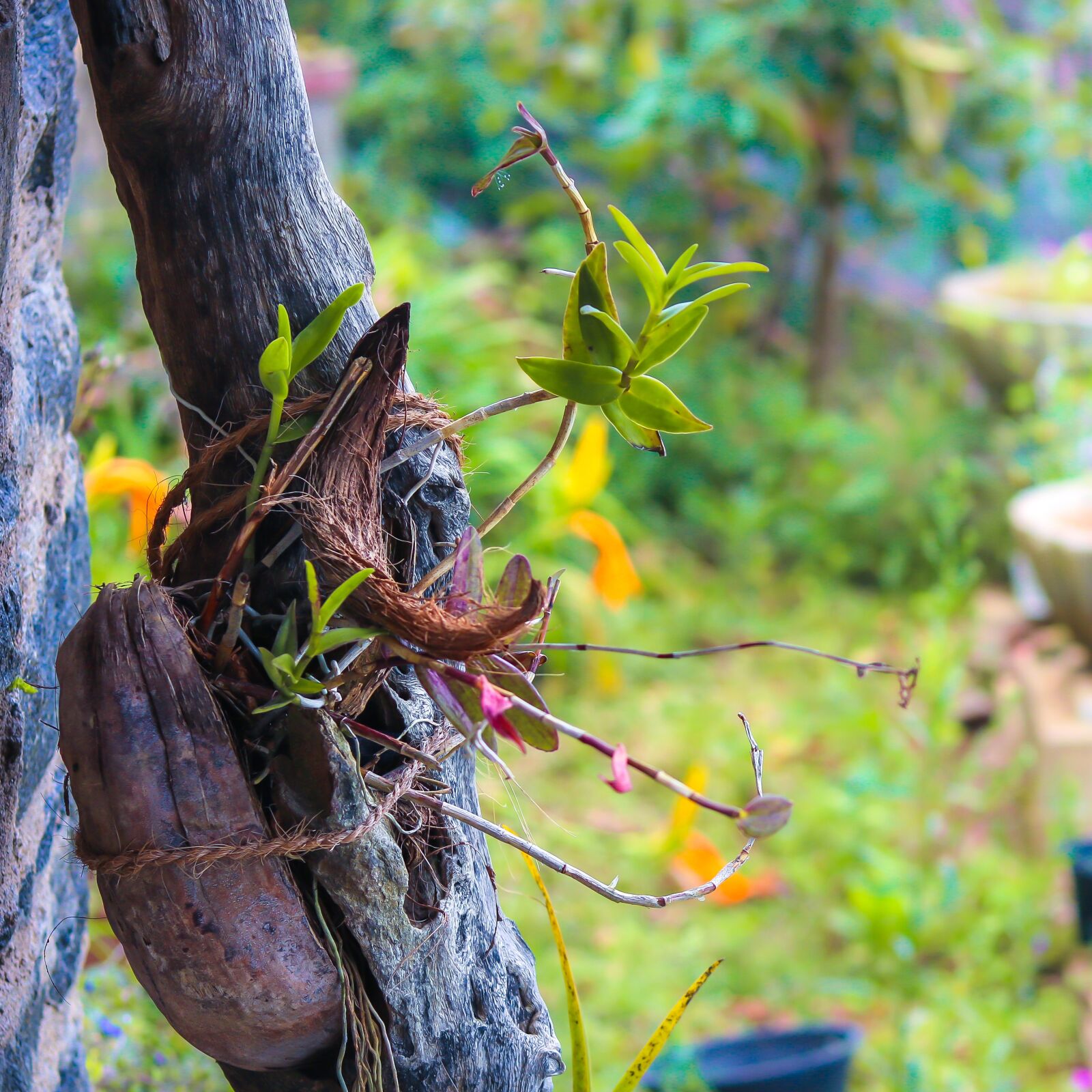 Canon EOS 750D (EOS Rebel T6i / EOS Kiss X8i) + Canon EF 50mm F1.8 STM sample photo. Orchid, coconut shell, roots photography