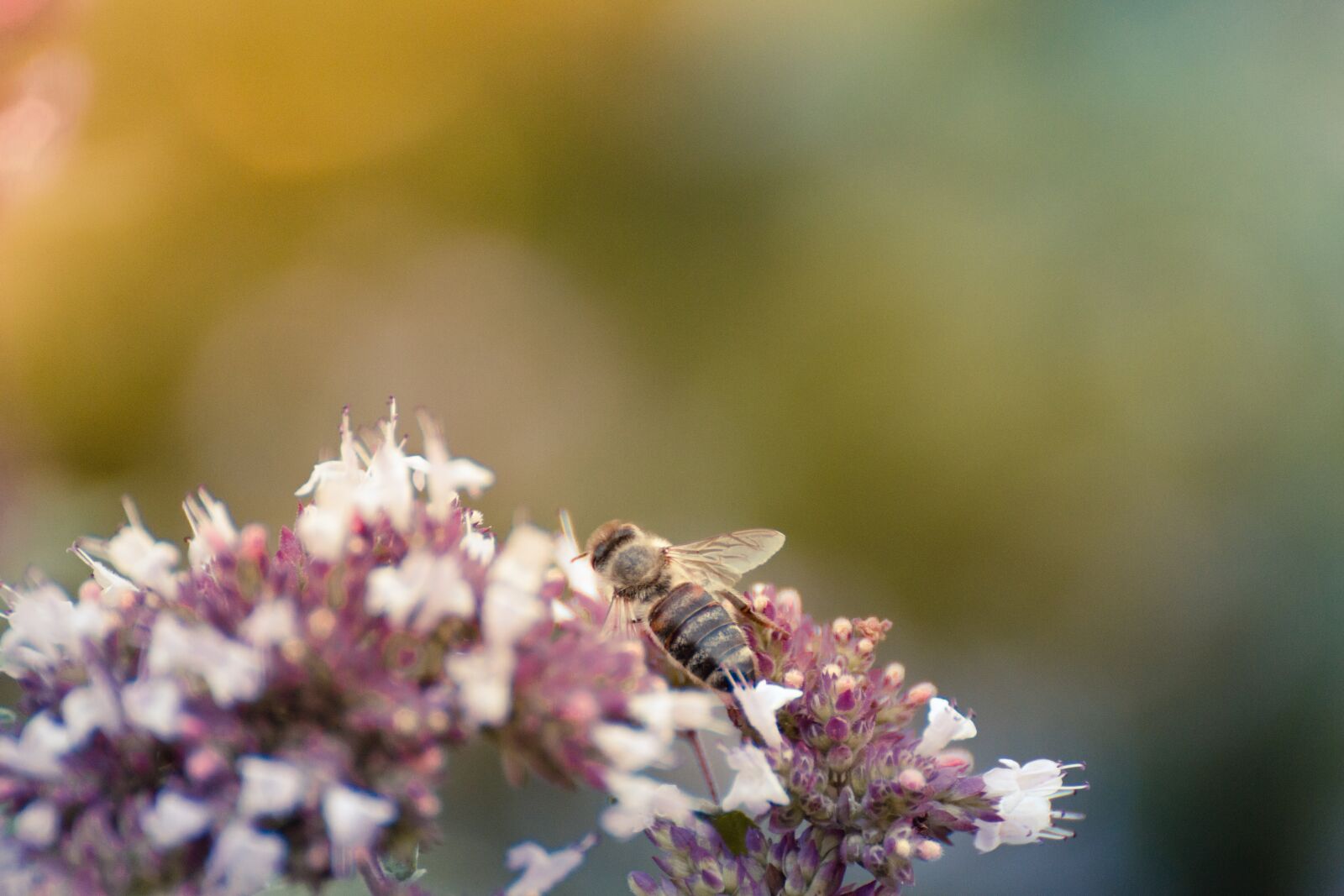 Canon EOS 70D sample photo. Nature, insect, flower photography