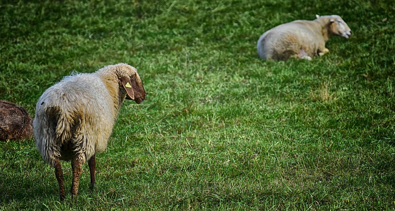 Nikon D7200 sample photo. Sheep, pasture, wool photography