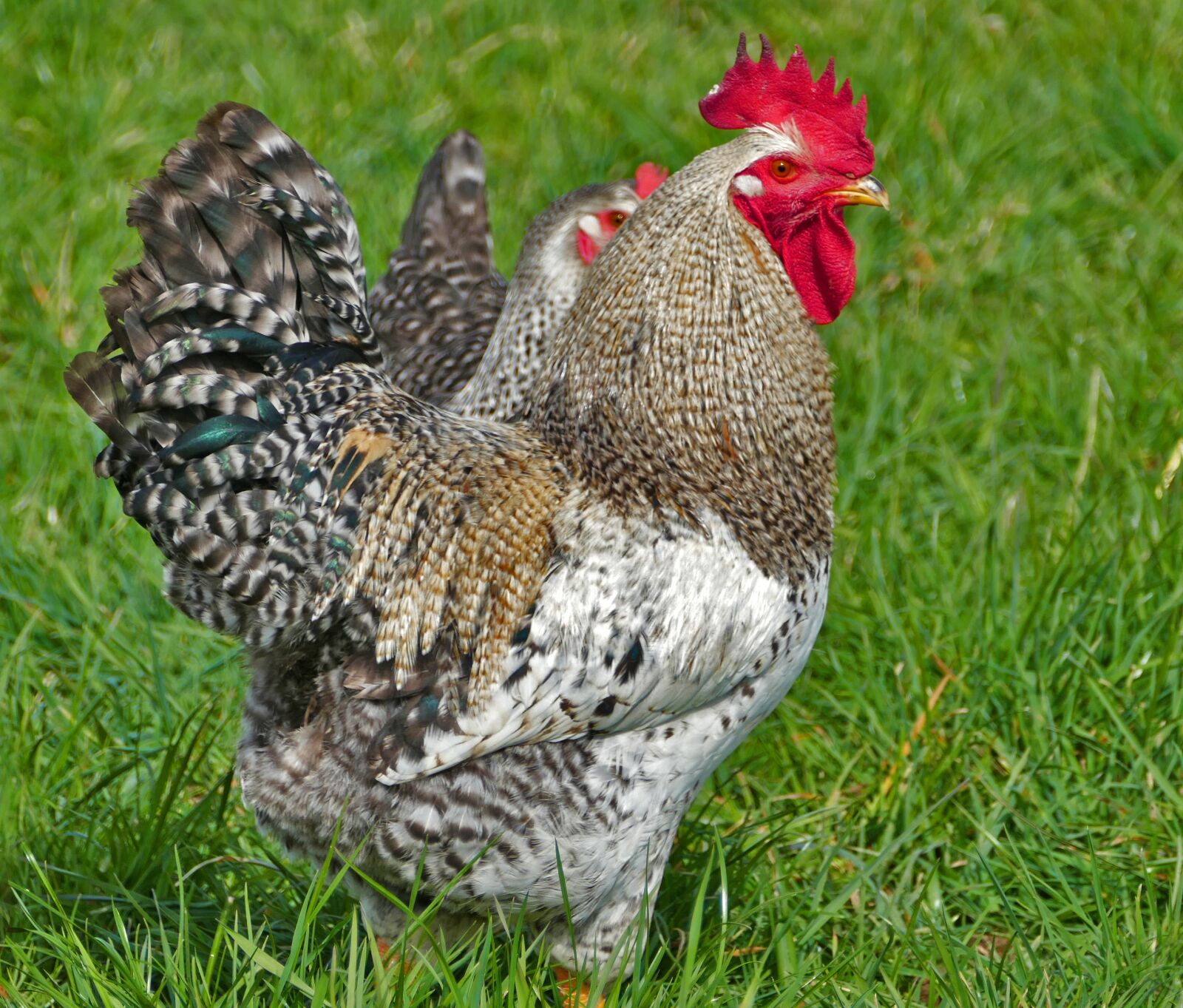 Panasonic Lumix DMC-FZ1000 sample photo. Hahn, gockel, chickens photography
