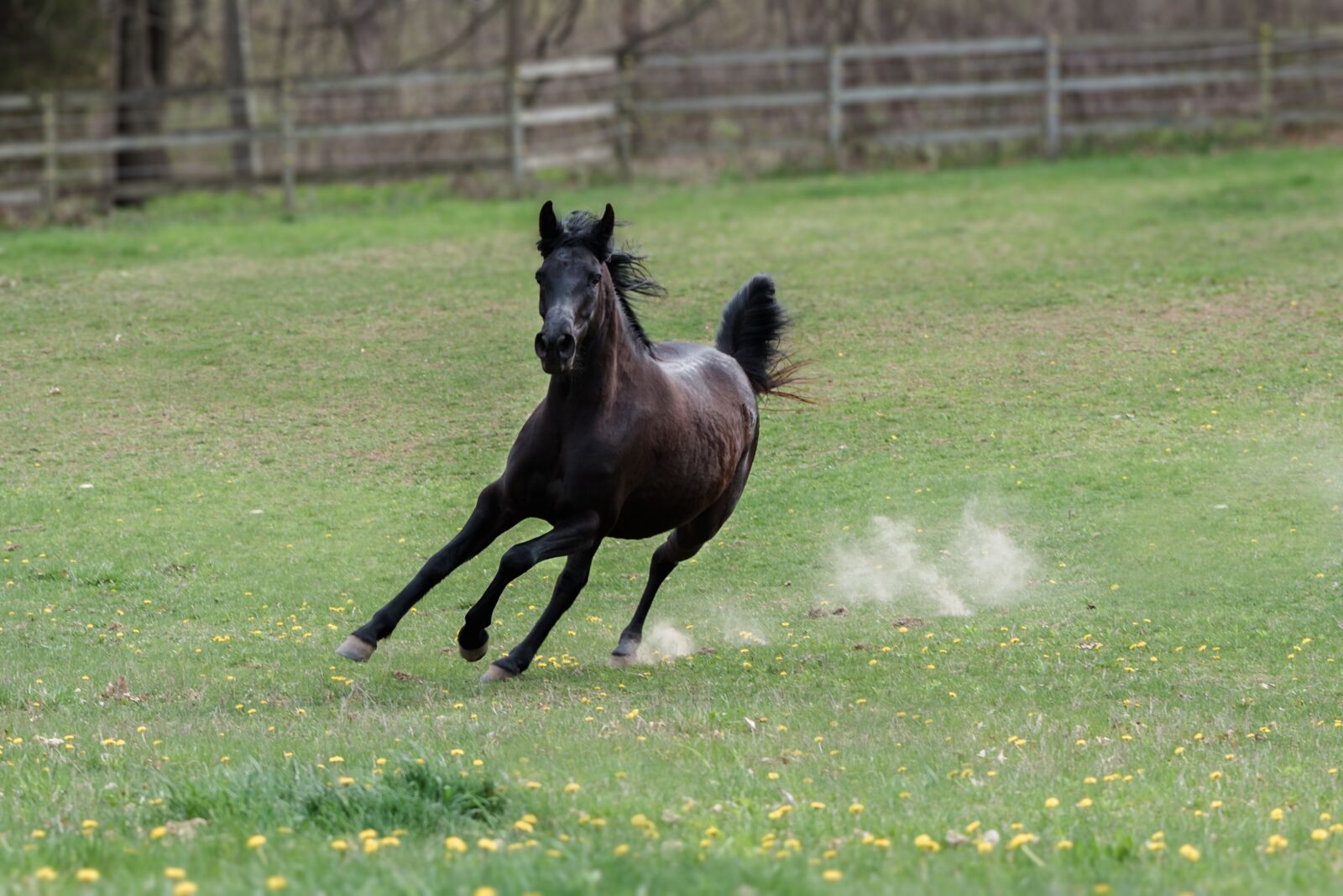 Nikon D750 sample photo. Horse, speed, animal photography