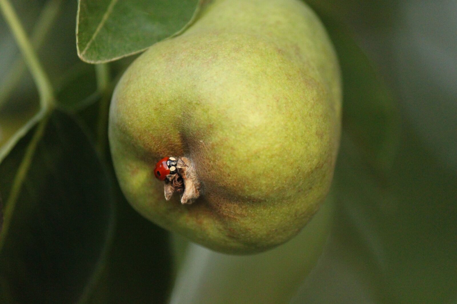 Canon EOS 500D (EOS Rebel T1i / EOS Kiss X3) sample photo. Pear, lady bug, bugs photography