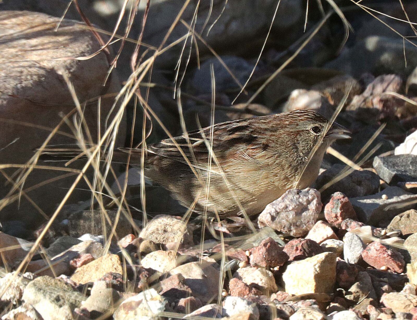 Canon EOS 750D (EOS Rebel T6i / EOS Kiss X8i) sample photo