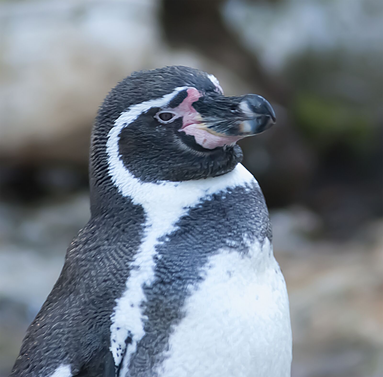 Nikon D80 sample photo. Penguin, portrait, animal portrait photography