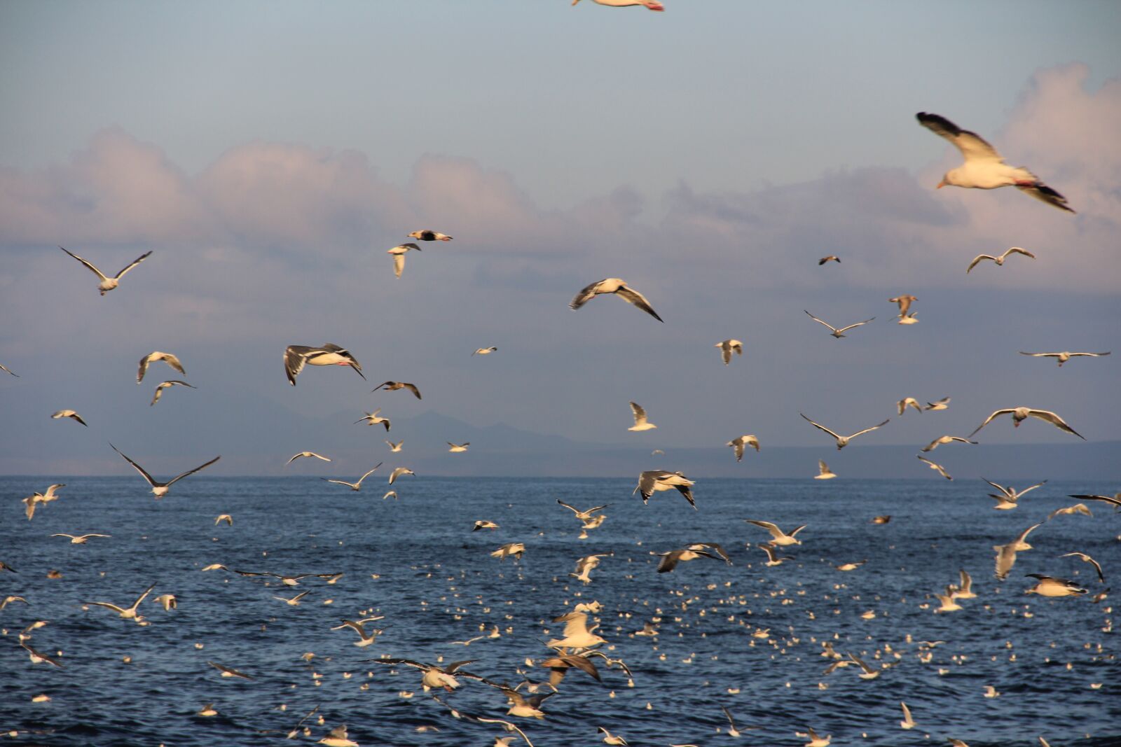 Canon EF-S 18-135mm F3.5-5.6 IS sample photo. Etorofu, kuriles, gulls photography