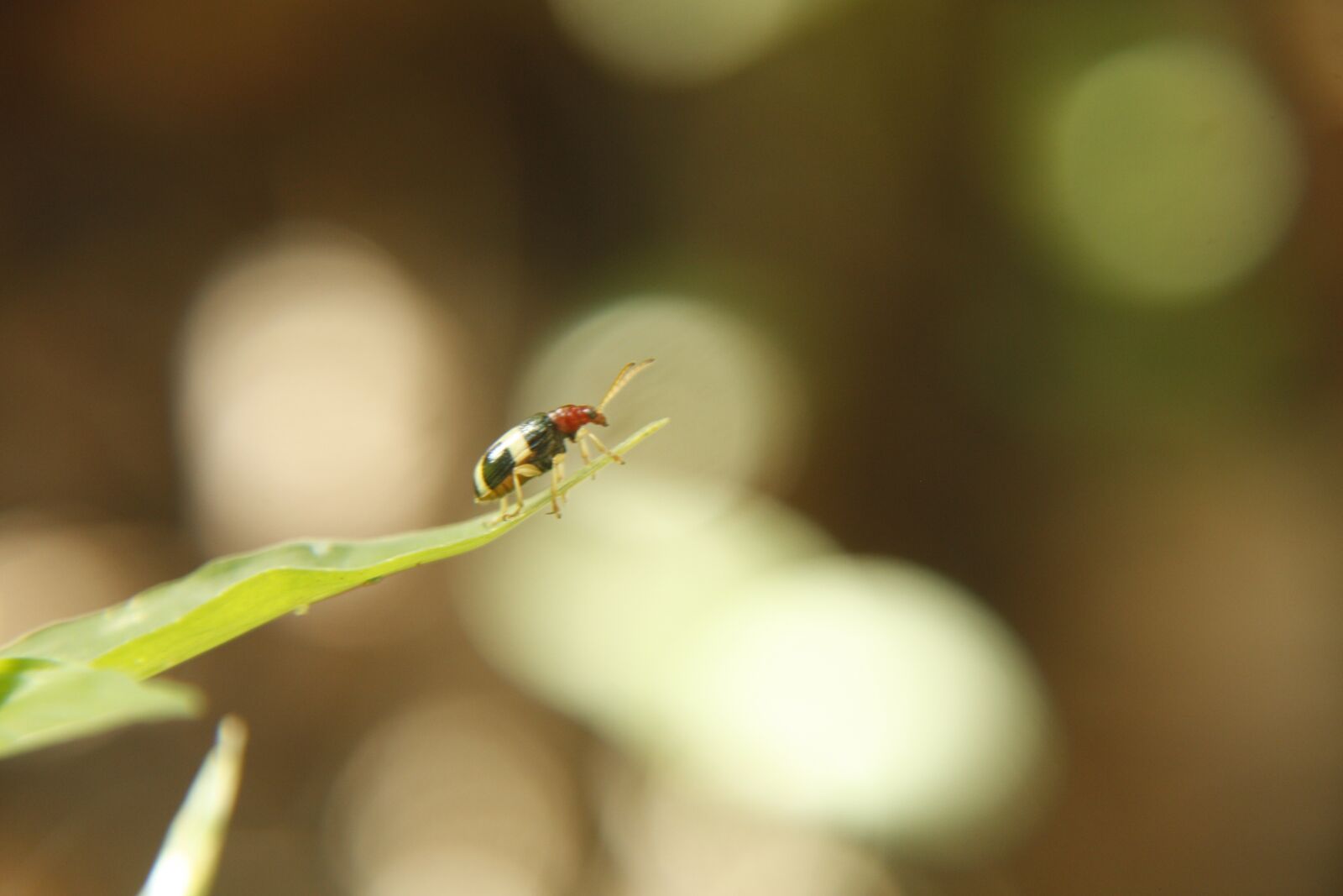 Canon EOS 450D (EOS Rebel XSi / EOS Kiss X2) sample photo. Insect, macro, nature photography