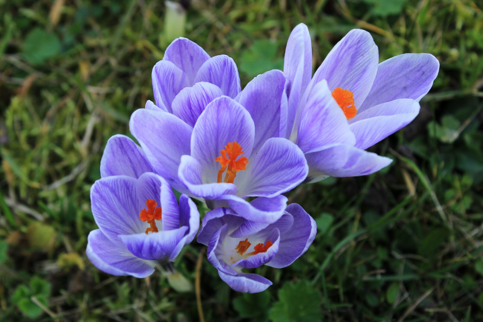 Canon EOS 2000D (EOS Rebel T7 / EOS Kiss X90 / EOS 1500D) sample photo. Crocus, purple, violet photography