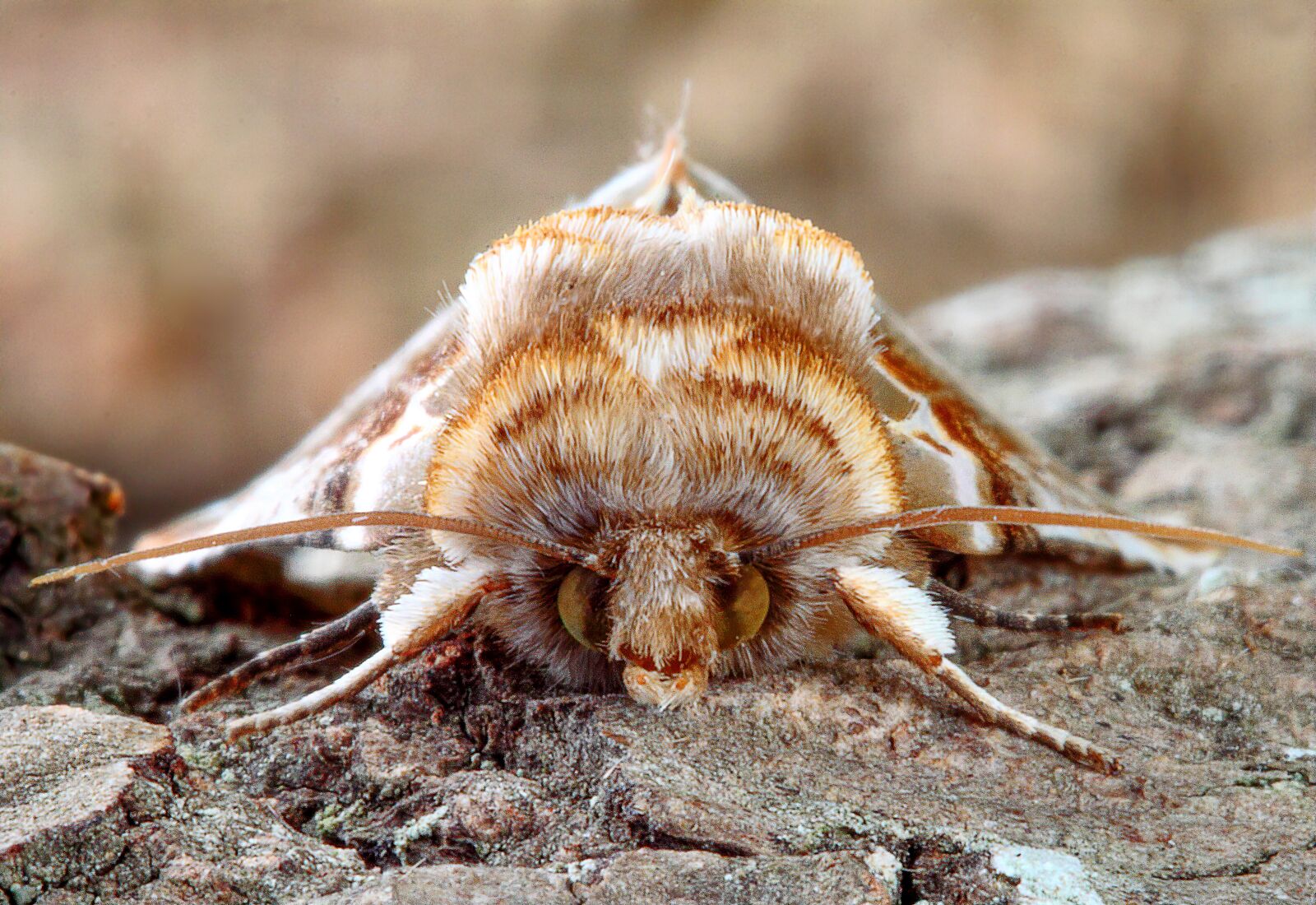 Canon EOS 500D (EOS Rebel T1i / EOS Kiss X3) sample photo. Moth, buff-arches, wings photography