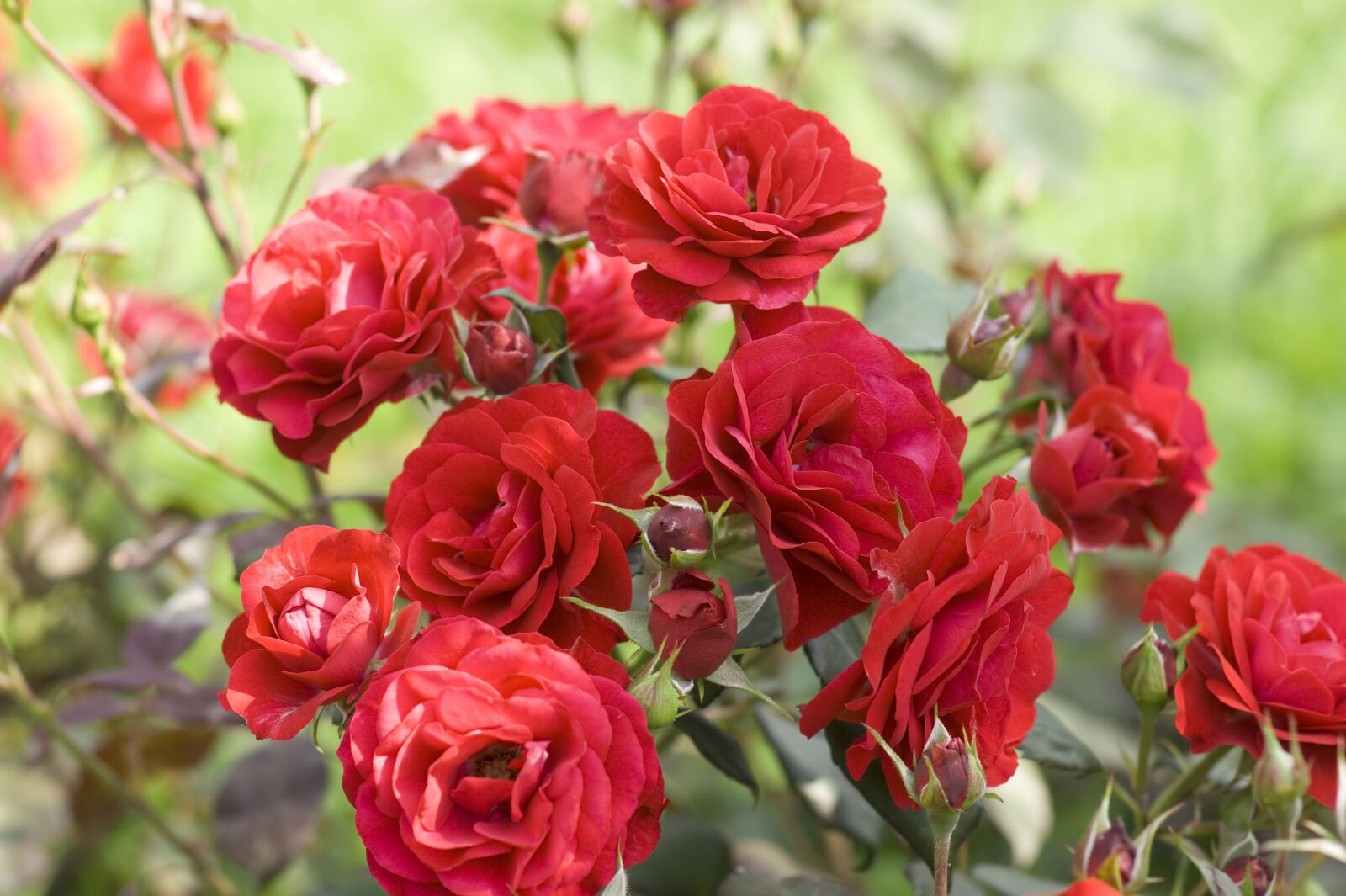 Sony Alpha DSLR-A350 sample photo. Rose, plant, nature photography