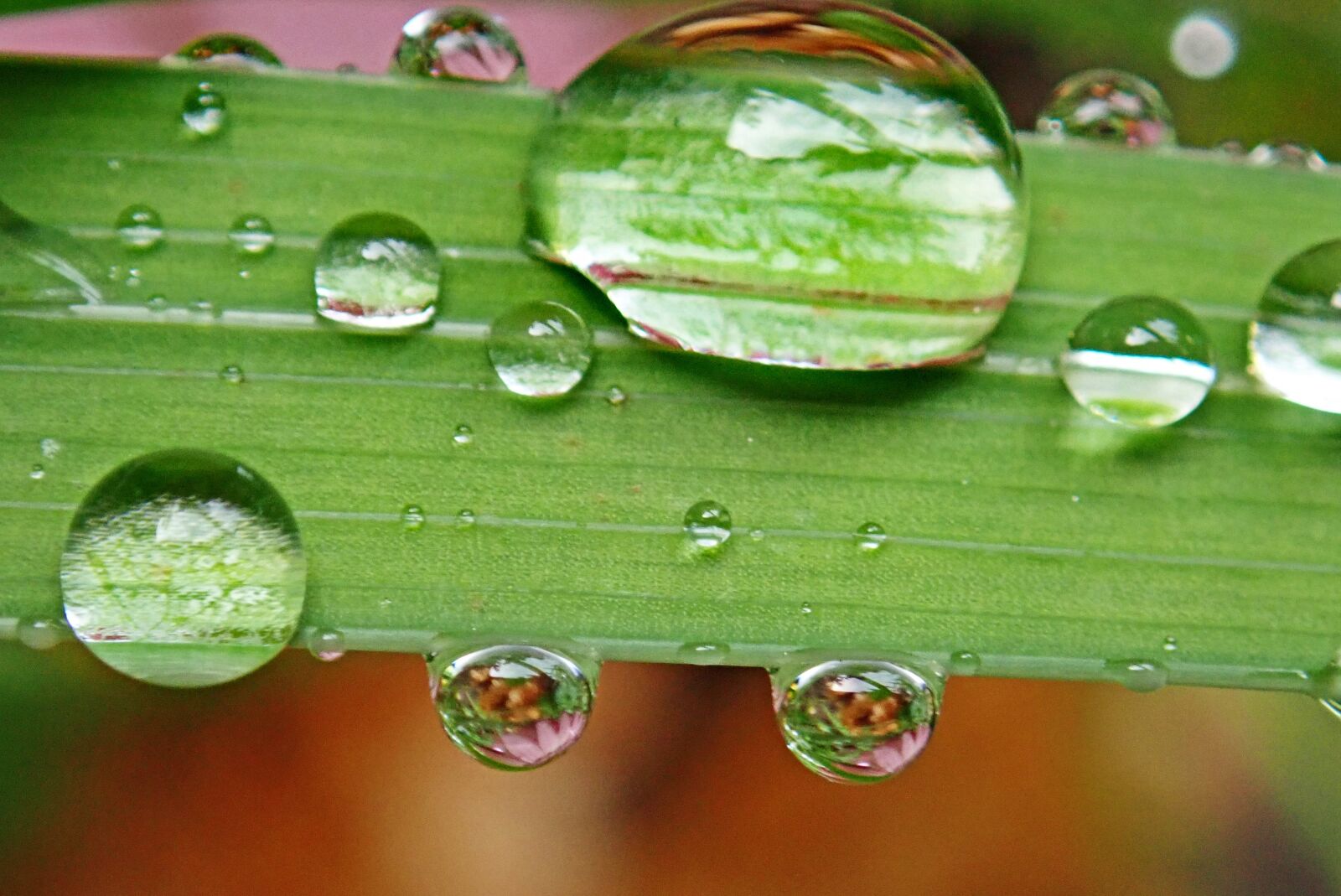 Olympus TG-5 sample photo. Raindrops, water, refraction photography