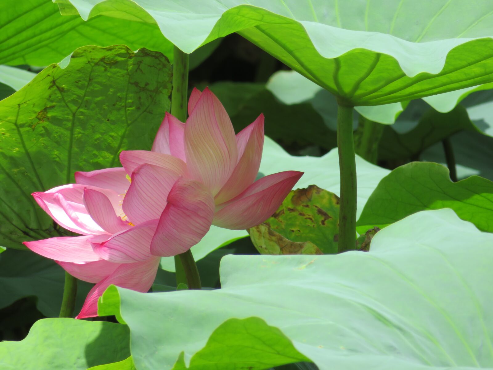 Canon PowerShot SX720 HS sample photo. Waterlily, lily, pond photography