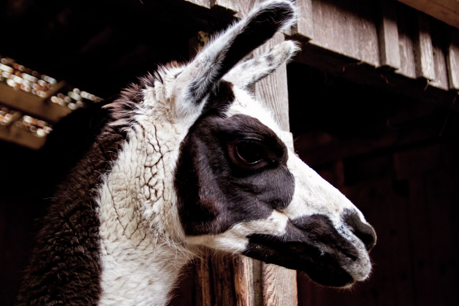 Canon EOS 80D sample photo. Lama, mammal, animal photography