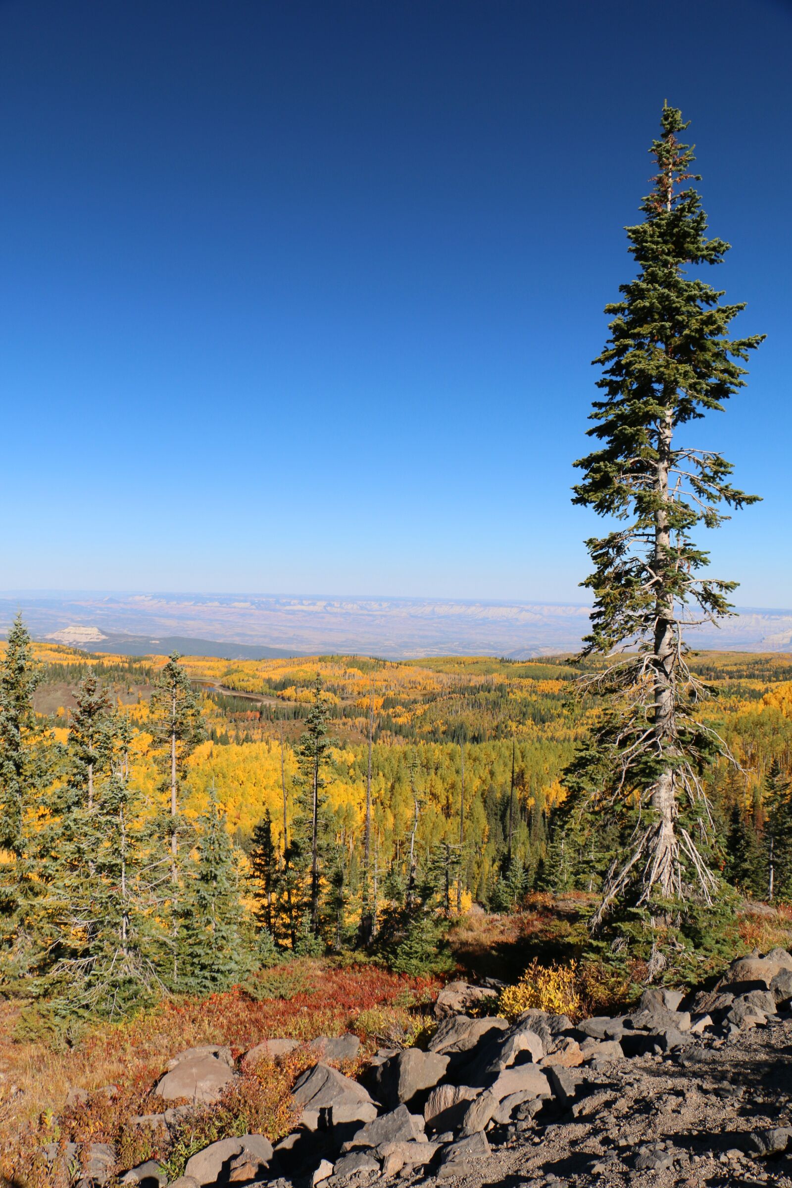 Canon EOS 70D sample photo. Pine tree, autumn, mountains photography