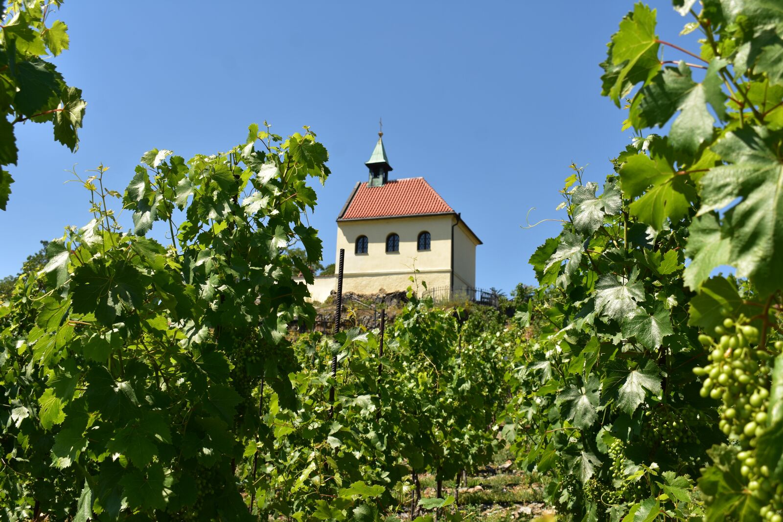 Nikon D3400 sample photo. Vineyard, the village, city photography