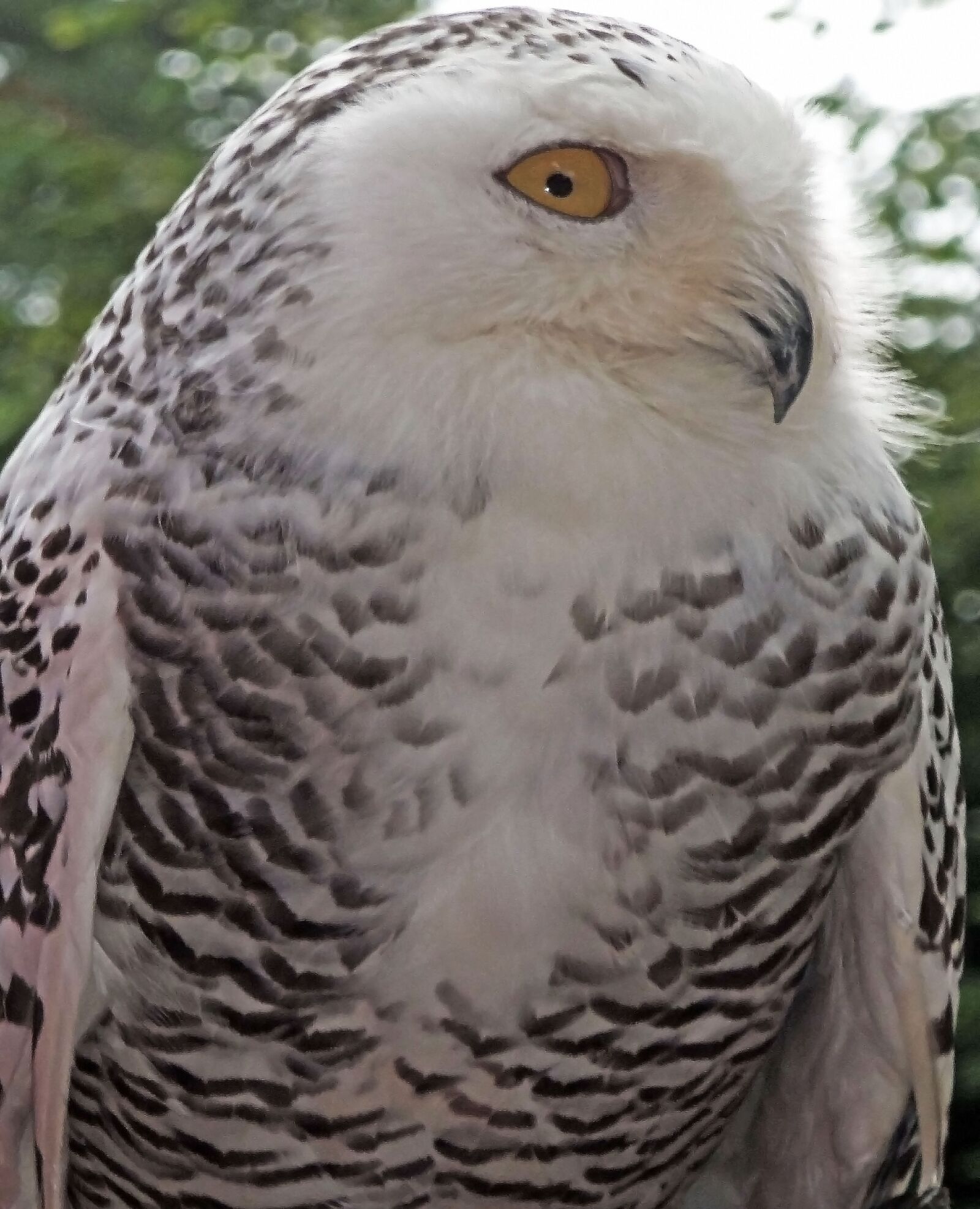 Samsung WB30F/WB31F/WB32F sample photo. Owl, eyes, feather photography