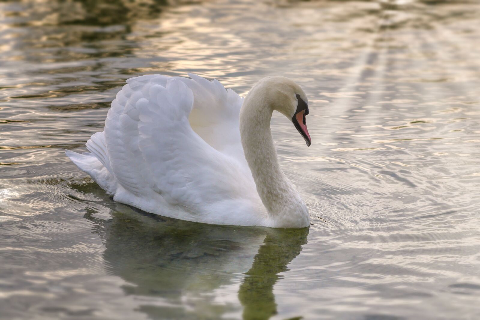 Panasonic Lumix DC-G90 (Lumix DC-G91) sample photo. Swan, bird, twilight photography
