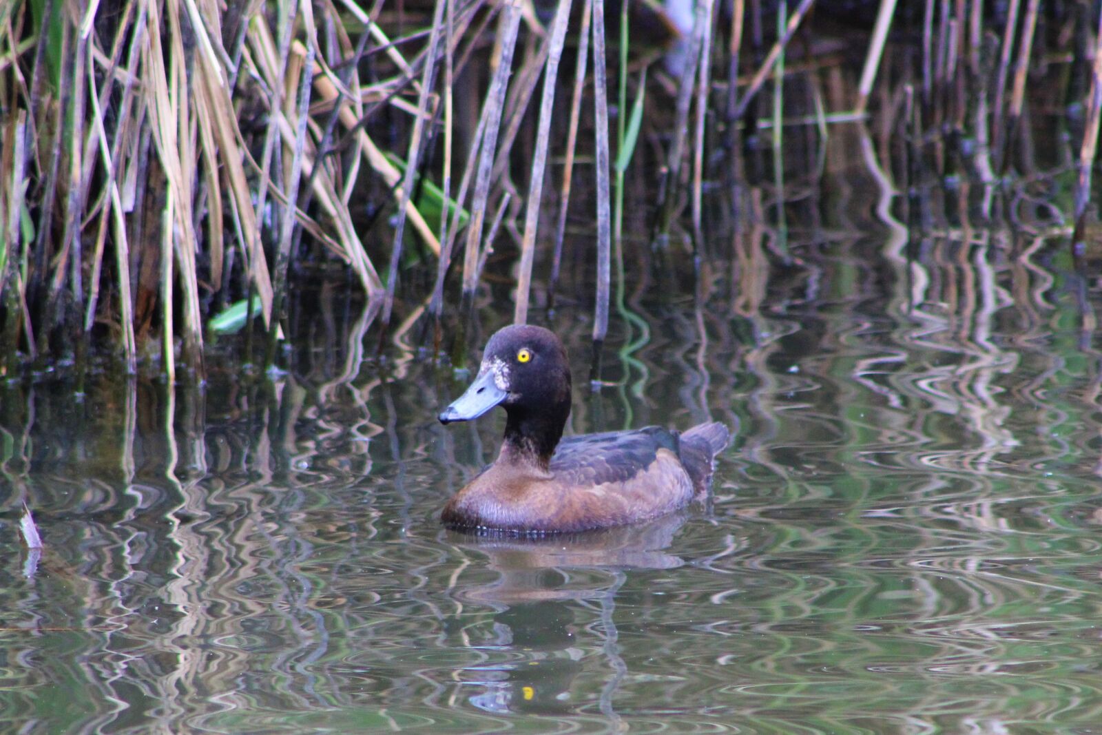 Canon EOS 2000D (EOS Rebel T7 / EOS Kiss X90 / EOS 1500D) sample photo. Duck, bird, nature photography