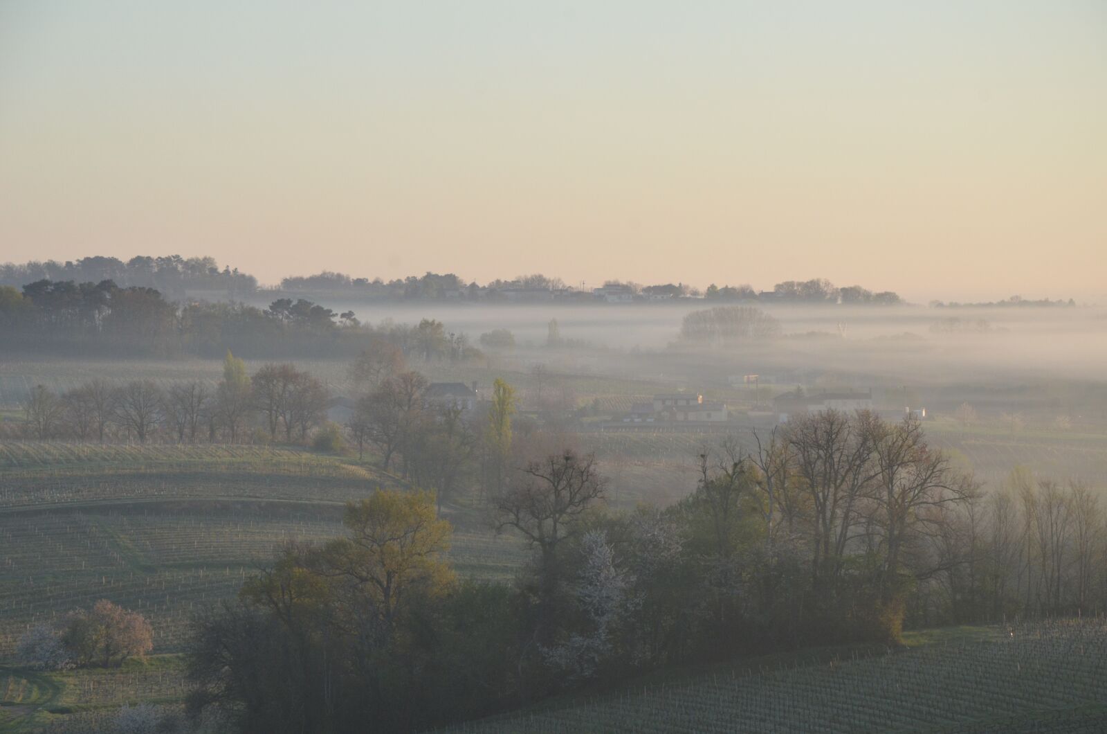 Nikon D7000 sample photo. Bordeaux, vineyard, nature photography