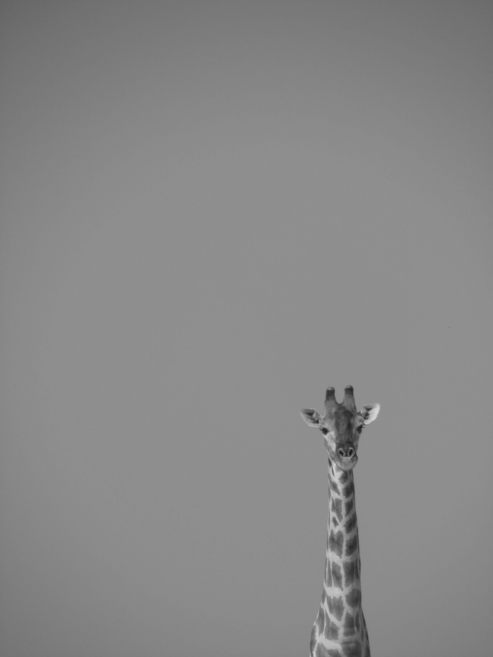 Canon PowerShot SX210 IS sample photo. Giraffe photography