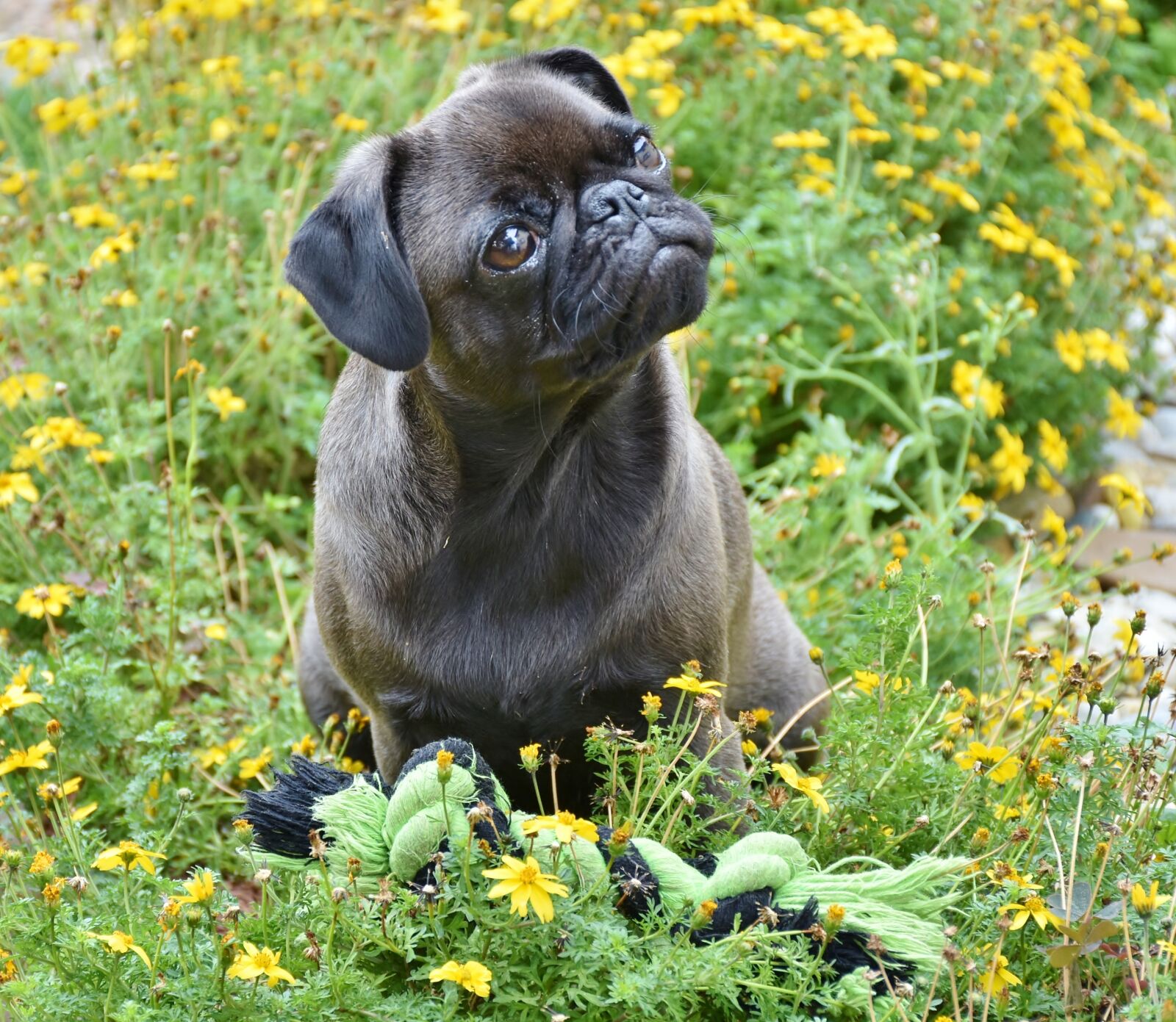 Nikon D7200 sample photo. Pug, dog, small photography