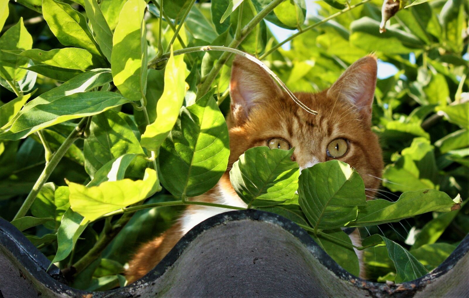 Canon EOS 450D (EOS Rebel XSi / EOS Kiss X2) sample photo. Nature, animal kingdom, sheet photography