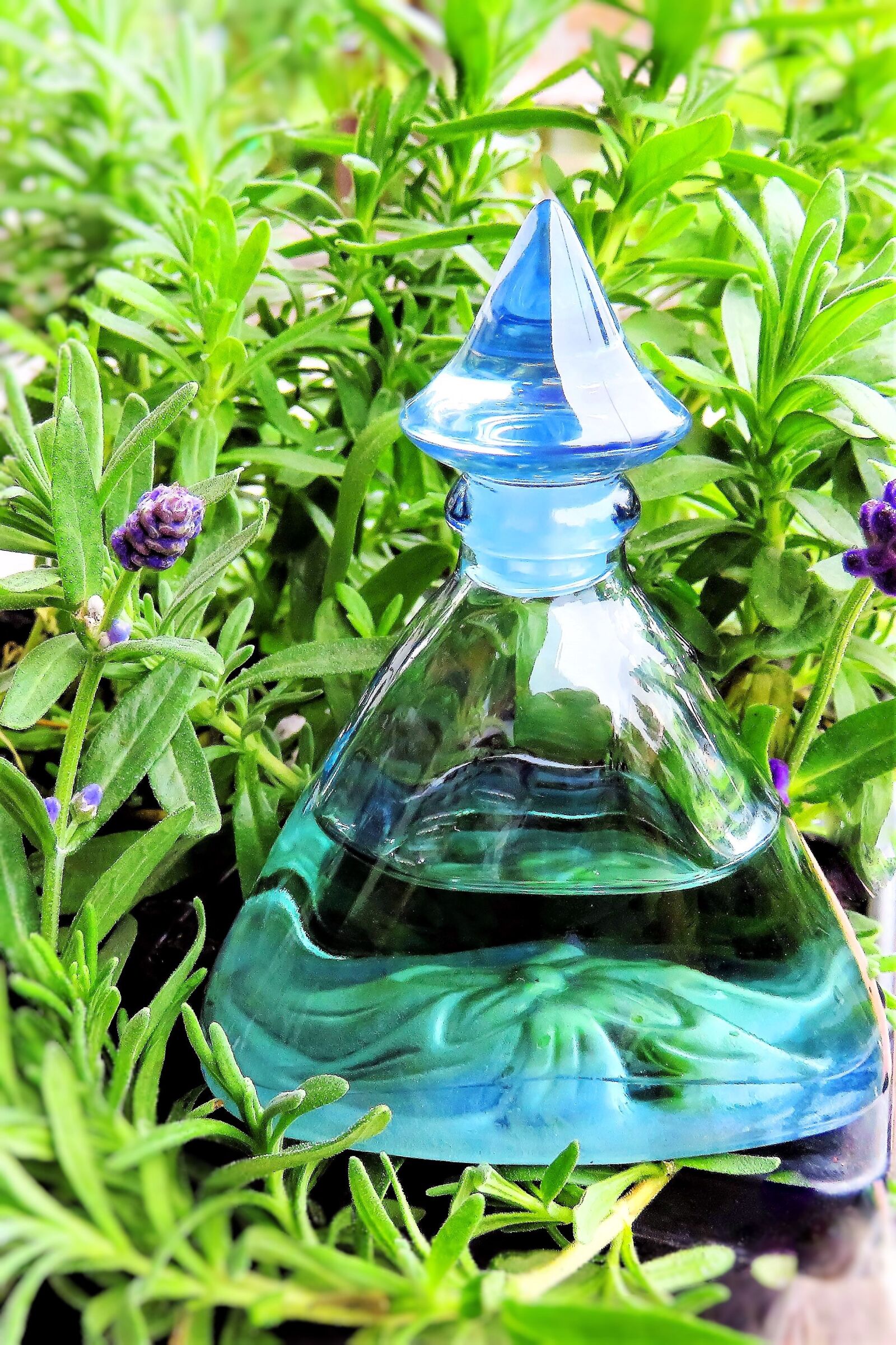 Canon PowerShot SX710 HS sample photo. Plant, lavender, lavender flowers photography